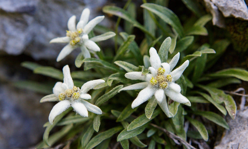 The benefits of Edelweiss sunscreen image