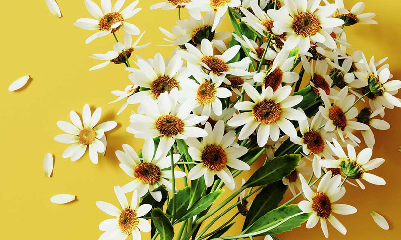 Caring for skin & hair after chemotherapy image