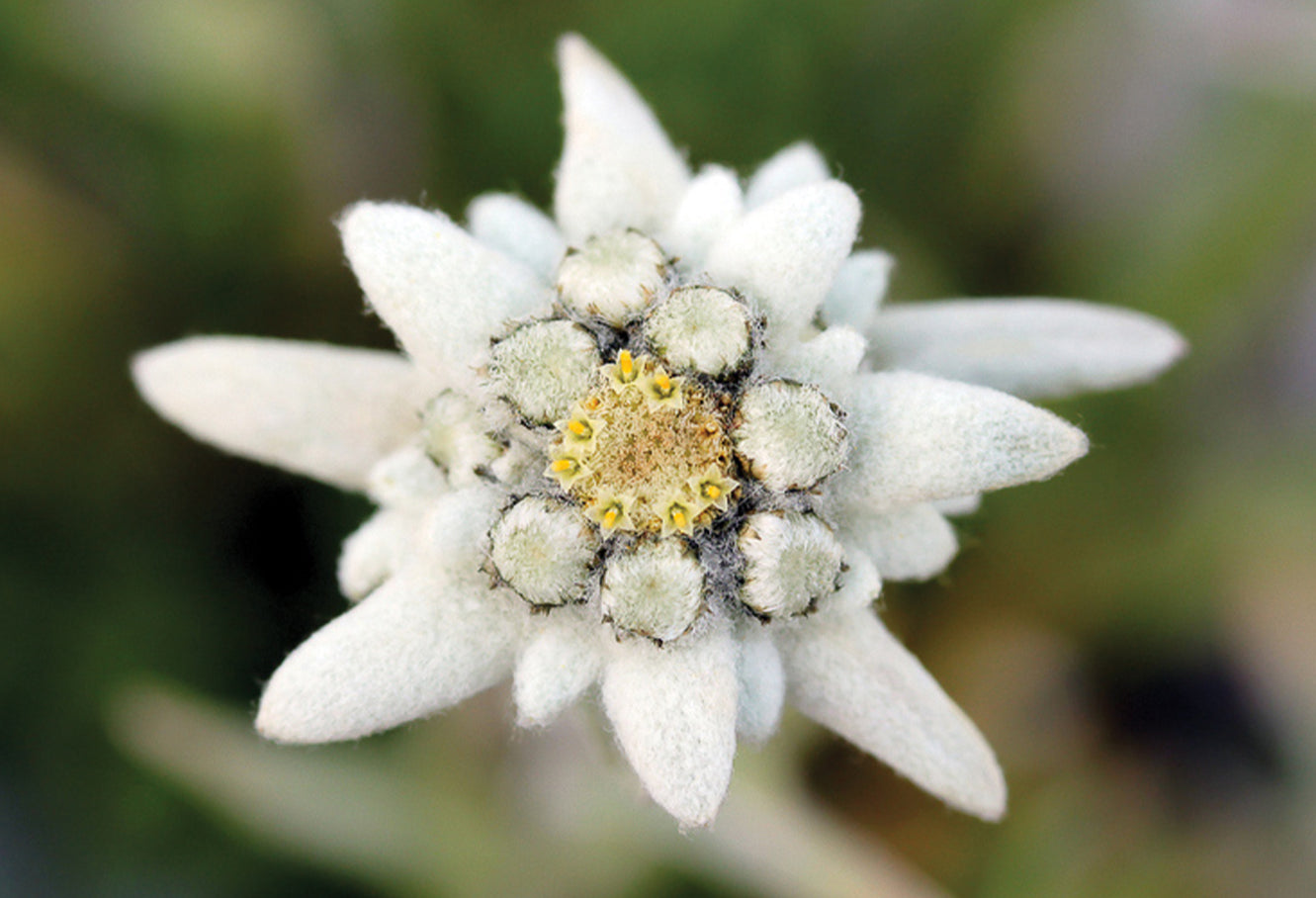 Edelweiss flower