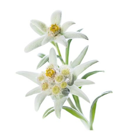 power of antioxidants in sun cream