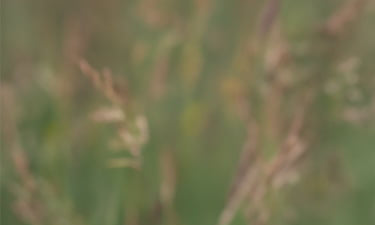 Fragrance free moisturiser image