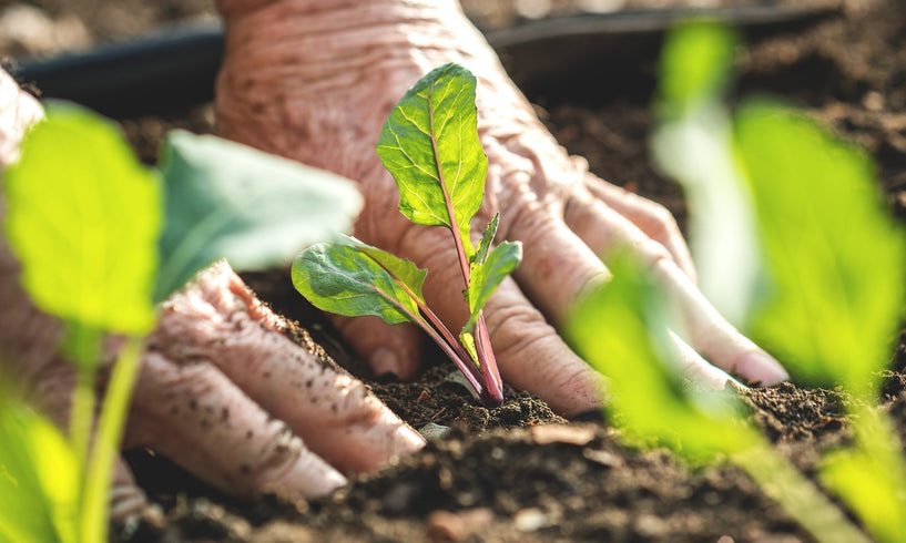 Hand cream & scrub for gardeners image