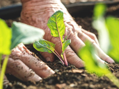 Hands in the garden soil planting