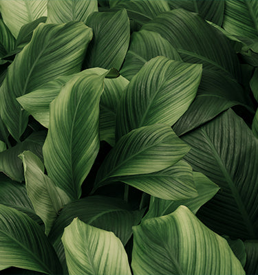 Trending skin care image