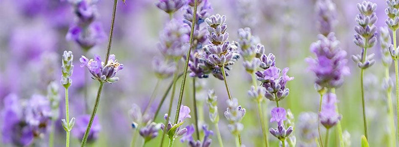 What ingredients are in liquid hand wash? image