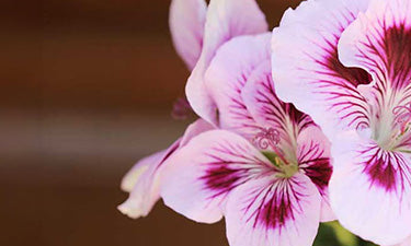 Natural & organic body lotions image