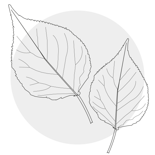 APRICOT LEAF EXTRACT