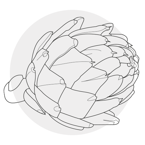ARTICHOKE