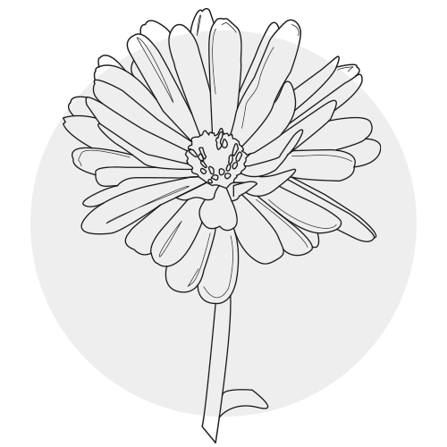 CALENDULA