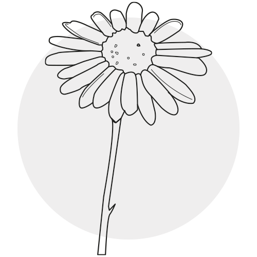 CHAMOMILE OIL (GERMAN)