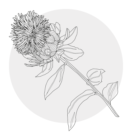 SAFFLOWER (THISTLE) OIL