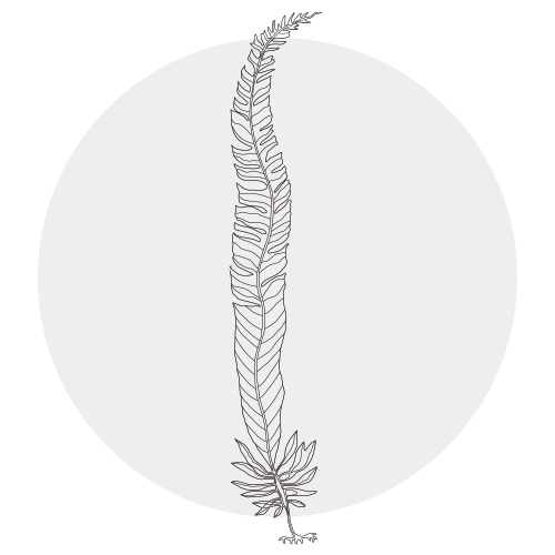 SEAWEED - ALARIA ESCULENTA