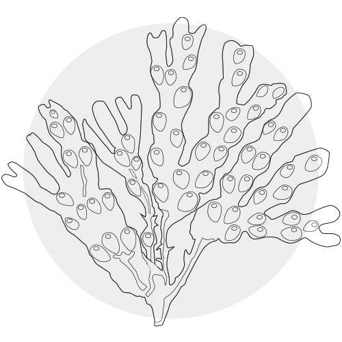 SEAWEED - FUCUS SERRATUS