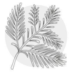 SEQUOIA LEAF EXTRACT