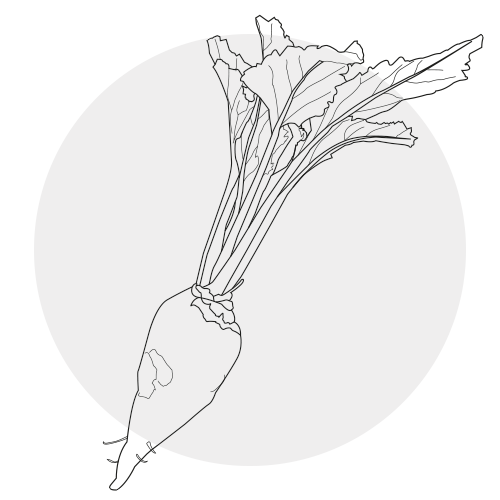 SUGAR BEETS