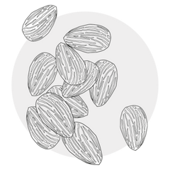 Sweet Almond