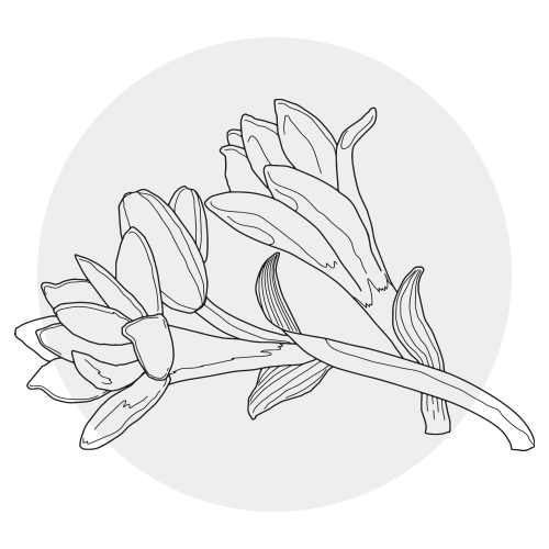 TUBEROSE
